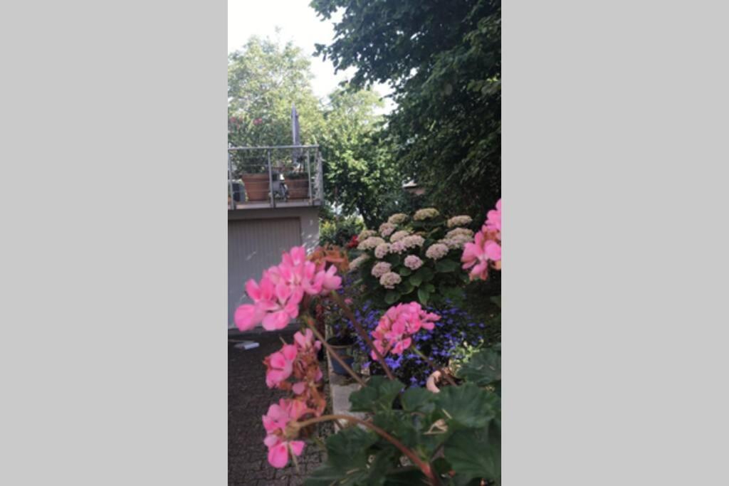 Wunderschoene Mit Blick Auf Weinberge Apartment *